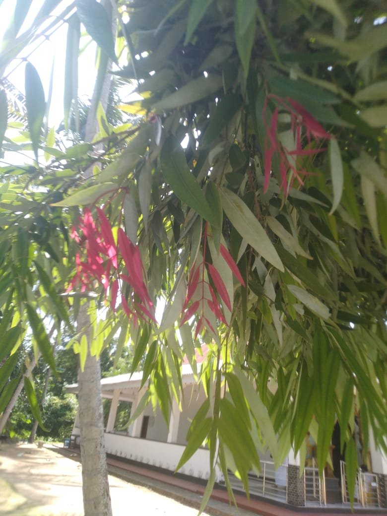 පූජනීය නා වෘක්ෂය